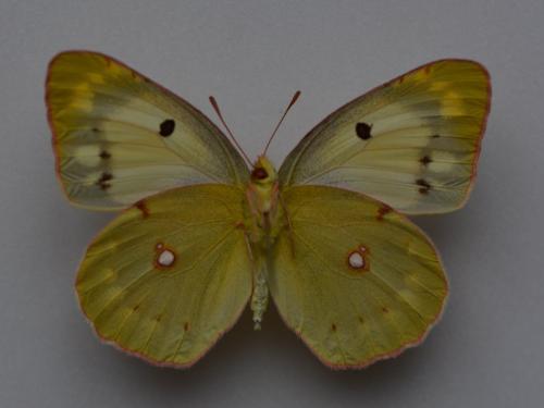Colias croceus